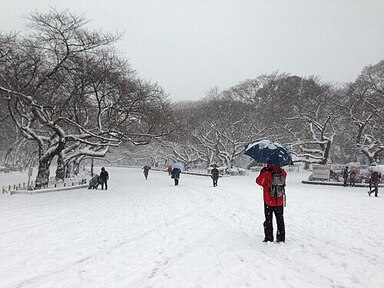 平成26年の大雪の画像