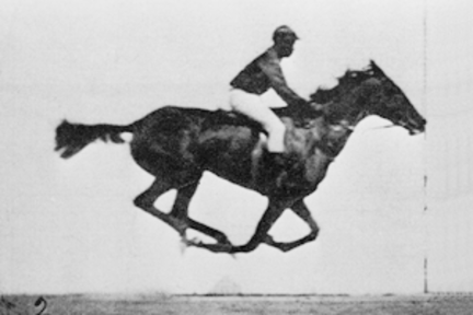 競走馬の画像