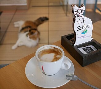 猫カフェの画像