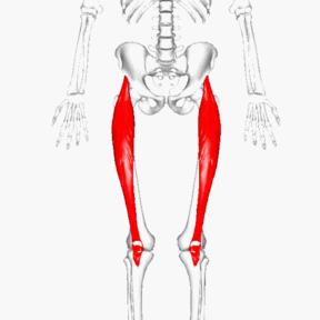 大腿直筋の画像