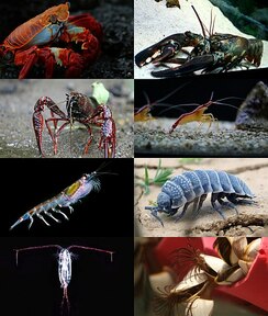 甲殻類の画像