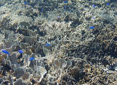 白保サンゴ礁の画像