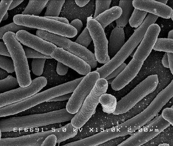 細菌の画像