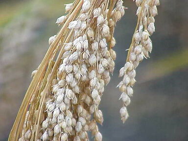 雑穀の画像